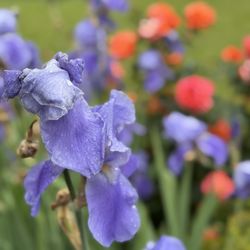 Palmengarten - The irises were big and beautiful.