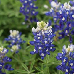Weston Lakes Country Club - Pecan park flowers