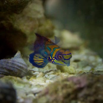 True REST Float Spa - A rare glimpse at the mandarin dragonet - Float Spa Near Me - Tempe, Arizona