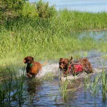 Island Dog Walking LLC - Dog Walkers Near Me - Newport, Rhode Island Island Dog Walking LLC - Dog Walkers Near Me - Newport, Rhode Island