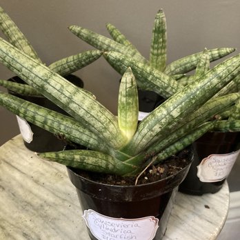 Barret Babes - Plants for sale - Used, Vintage & Consignment Near Me - Louisville, Kentucky