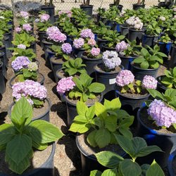 Ramirez Nursery - Hydrangeas / hortensias