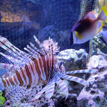 Jenkinson's Boardwalk - Lion fish - Amusement Parks Near Me - Point Pleasant Beach, New Jersey