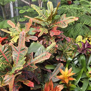 Bloedel Conservatory - Botanical Gardens Near Me - Vancouver, British Columbia