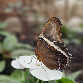 GT Butterfly House & Bug Zoo - Zoos Near Me - Williamsburg, Michigan GT Butterfly House & Bug Zoo - Zoos Near Me - Williamsburg, Michigan