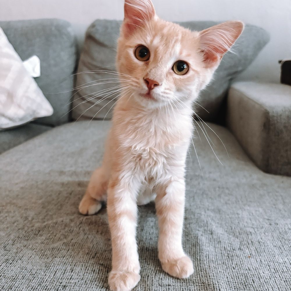 Saving One Life - One of my foster kittens, Magdalene - Pet Adoption Near Me