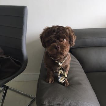 Neo Pet Spa - Pet Groomers Near Me - Miami, Florida