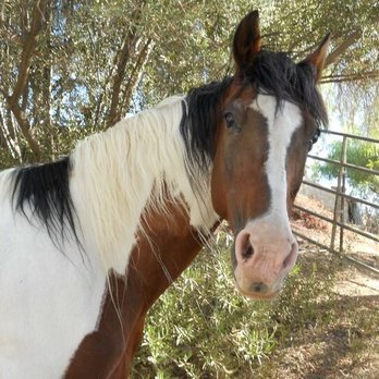 Equine Health Management - Veterinarians - 25175 Jefferson Ave Murrieta Ca - Phone Number - Yelp Equine Health Management - Veterinarians - 25175 Jefferson Ave Murrieta Ca - Phone Number - Yelp