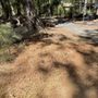 Photo of Local Roots Tree Service and Stump Grinding