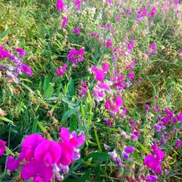Wild Sierra Flora