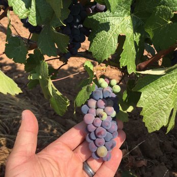 North Valley Vineyards - Grapes juice before becoming heaven in a bottle!!! - Wineries Near Me - Dundee, Oregon North Valley Vineyards - Grapes juice before becoming heaven in a bottle!!! - Wineries Near Me - Dundee, Oregon
