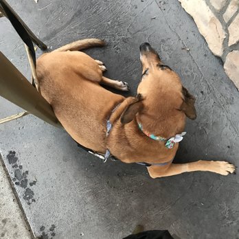 Rosemarie's Buns and Brews - Cako still approves! Only lies down when she really loves a place! - Burgers Near Me - San Diego, California Rosemarie's Buns and Brews - Cako still approves! Only lies down when she really loves a place! - Burgers Near Me - San Diego, California