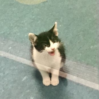 Lucky Paws - Pet Adoption Near Me - Albuquerque, New Mexico