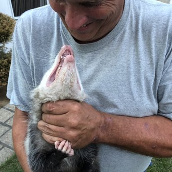 DQ Pest Control - David catching a possum in our backyard! - Pest Control Near Me