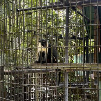 Monkey Jungle - Zoos Near Me - Miami, Florida