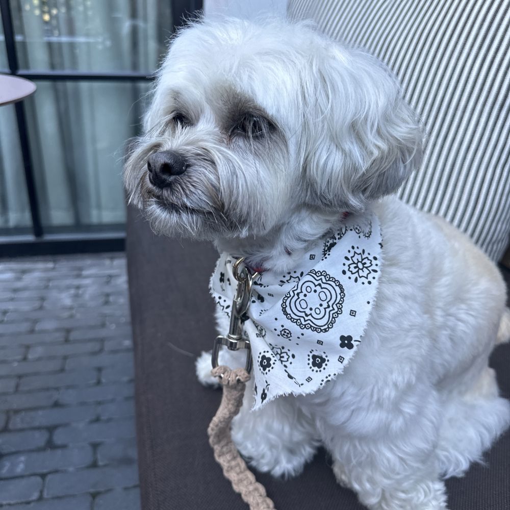 Maudine's - Loki says "Hot diggity dog, its DOG friendly here" - Bakeries Near Me - Columbus, Ohio
