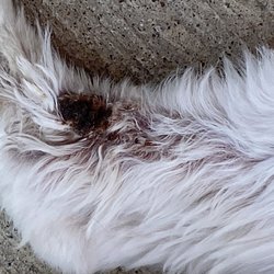 Doggy Do's & Kittys Too - Cut from groomer