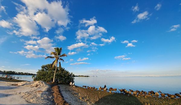 Matheson Hammock Park & Marina by null
