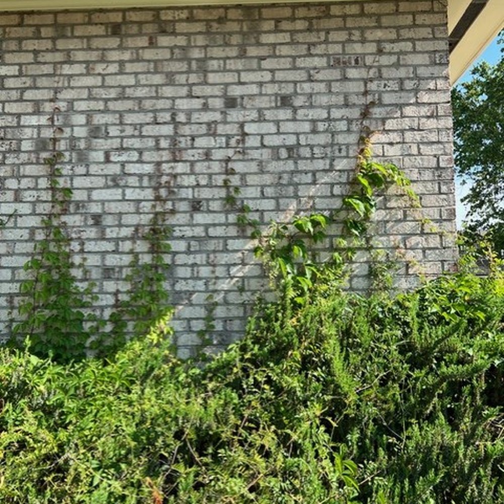 Tau Valley - Over-grown Ivy growing on Tau Valley buildings! - Apartments Near Me - Rocky Mount, North Carolina Tau Valley - Over-grown Ivy growing on Tau Valley buildings! - Apartments Near Me - Rocky Mount, North Carolina