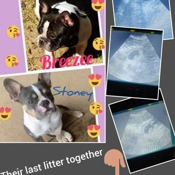 Furpect Frenchies - Confirmed pregnancy and a photo of their last litter together. Breezee is due November 22, 2020. - Pet Breeders Near Me Furpect Frenchies - Confirmed pregnancy and a photo of their last litter together. Breezee is due November 22, 2020. - Pet Breeders Near Me