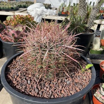 11:1 Succulent Nursery - Nurseries & Gardening Near Me - Whittier, California 11:1 Succulent Nursery - Nurseries & Gardening Near Me - Whittier, California