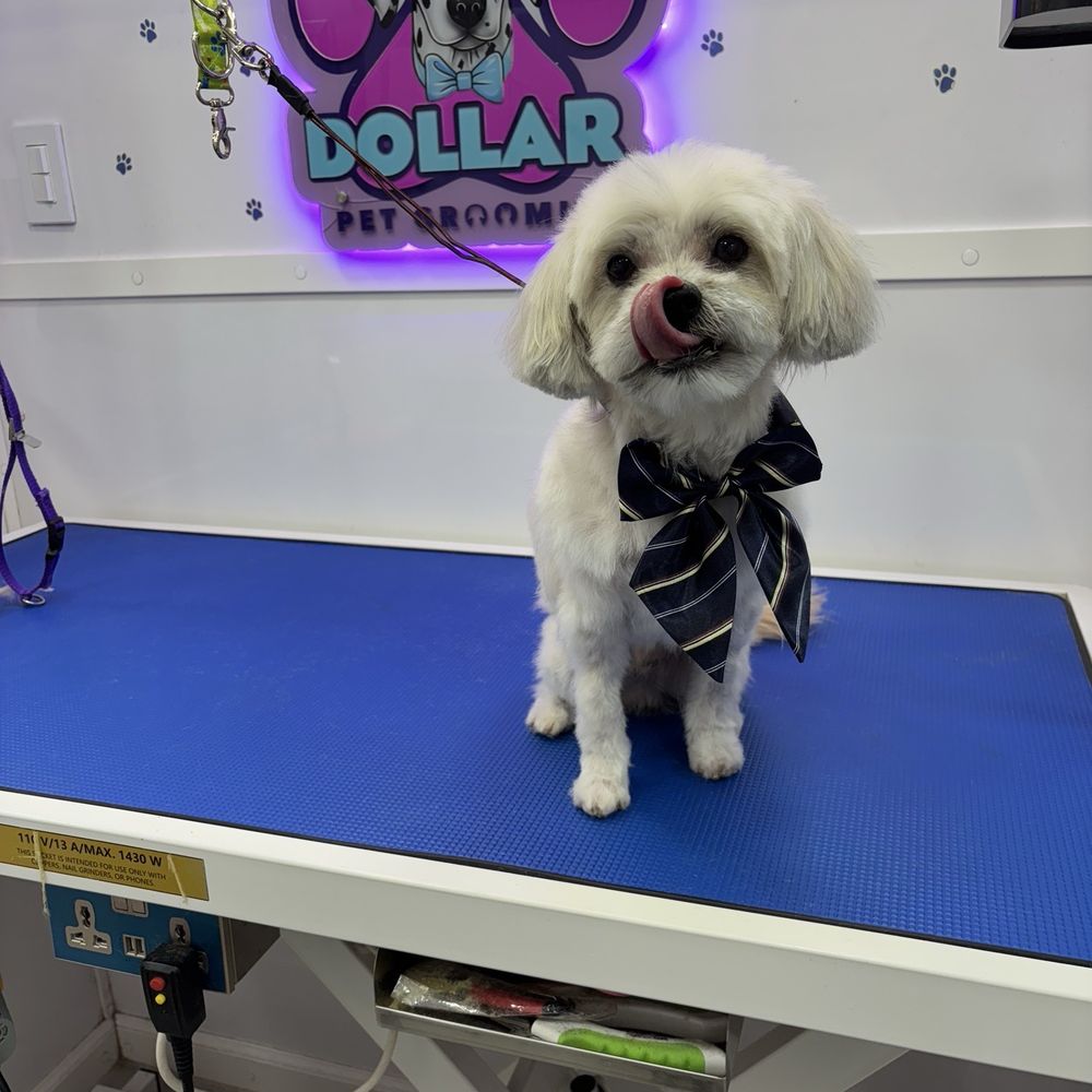 Dollar Pet Grooming - my perro - Pet Groomers Near Me Dollar Pet Grooming - my perro - Pet Groomers Near Me