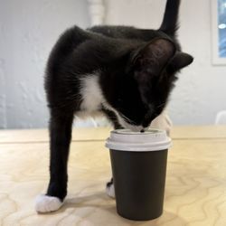 Felius Cat Café & Rescue - No cats were caffeinated in the making of this photo.