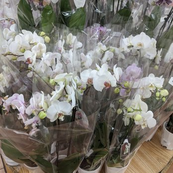 Trader Joe's - Orchids - Grocery Near Me - Rochester, Minnesota Trader Joe's - Orchids - Grocery Near Me - Rochester, Minnesota
