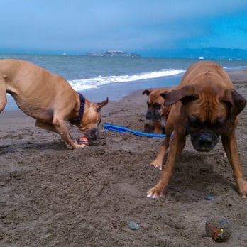 Nor Cal Dog Academy - Dog Walkers Near Me Nor Cal Dog Academy - Dog Walkers Near Me