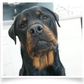 Puppy Paradise - Pet Sitting Near Me - Monroe, New Jersey Puppy Paradise - Pet Sitting Near Me - Monroe, New Jersey