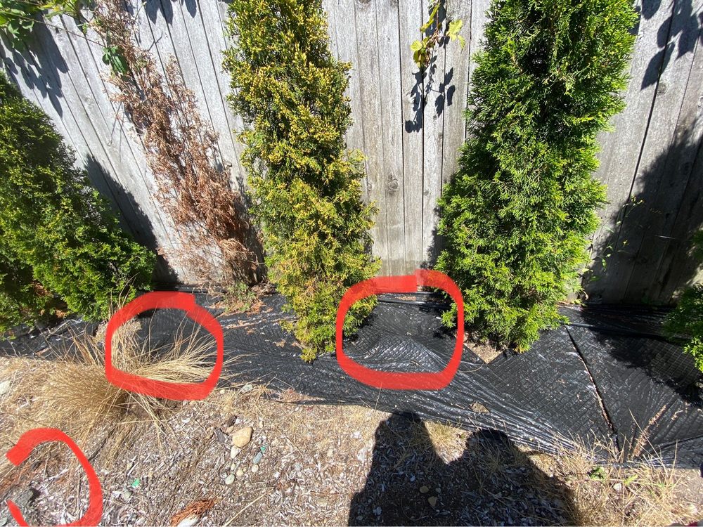 Eastside Timber & Property Development - tree service in Redmond, WA