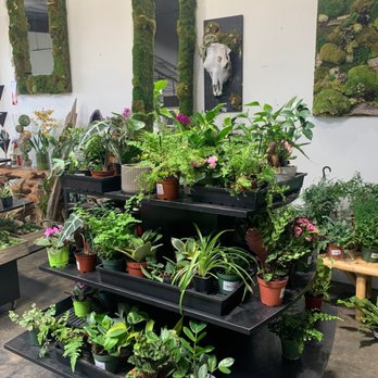 Exotic Plants - Nurseries & Gardening Near Me - Sacramento, California Exotic Plants - Nurseries & Gardening Near Me - Sacramento, California