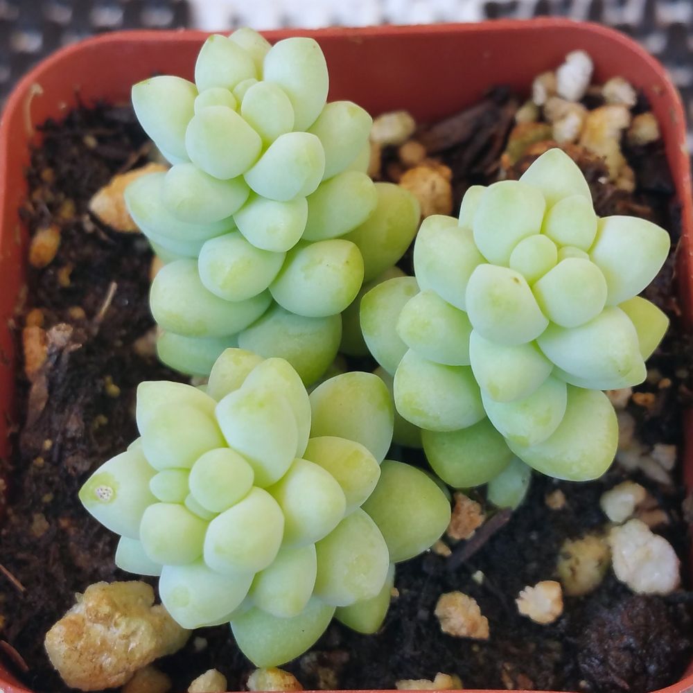 Rojas Succulents and Cacti - Sedum Burro's Tail - Nurseries & Gardening Near Me - Fallbrook, California