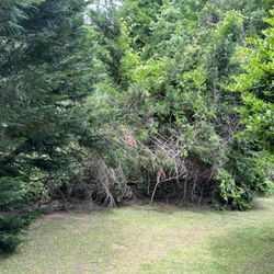 Phoenix Property Management - 2 trees pulled down and killed by wisteria