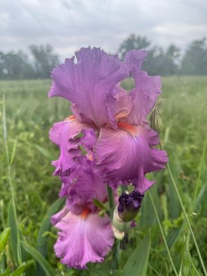 Long's Gardens by null