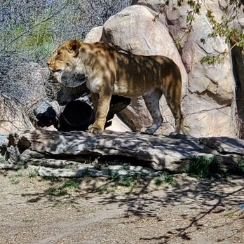 Denver Zoo - Zoos Near Me - Denver, Colorado Denver Zoo - Zoos Near Me - Denver, Colorado