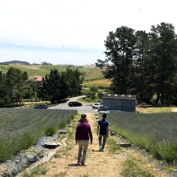 Monte-Bellaria Di California - Farms Near Me - Sebastopol, California Monte-Bellaria Di California - Farms Near Me - Sebastopol, California