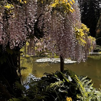 Seattle Japanese Garden - Mysterious by the lake and yellow Iris in the foreground - Botanical Gardens Near Me - Seattle, Washington Seattle Japanese Garden - Mysterious by the lake and yellow Iris in the foreground - Botanical Gardens Near Me - Seattle, Washington