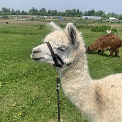 Maple Hill Urban Farm