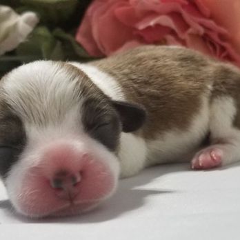 The Perfect Corgi - Pet Adoption Near Me