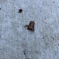 Diablo Valley Pest Control - Another one bites the dust!