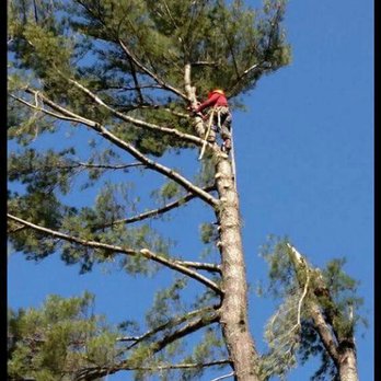 TLC Tree & Land - About 110 feet high! - Tree Services Near Me TLC Tree & Land - About 110 feet high! - Tree Services Near Me