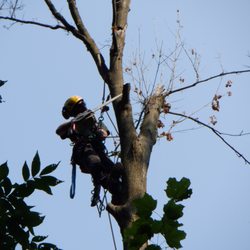 Baker Tree
