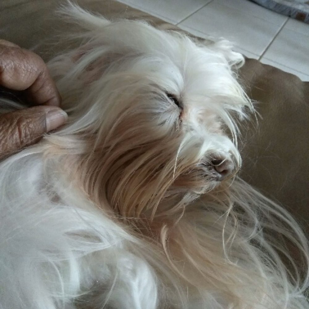 Gypsy