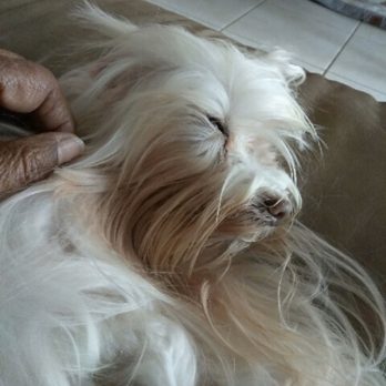 Animal Sterilization and Immunization Services - Gypsy - Veterinarians Near Me - Miami, Florida