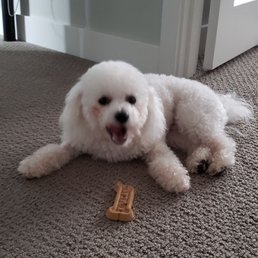 Benito enjoying a massive dog biscuit courtesy of the mechanics at Salmon's.