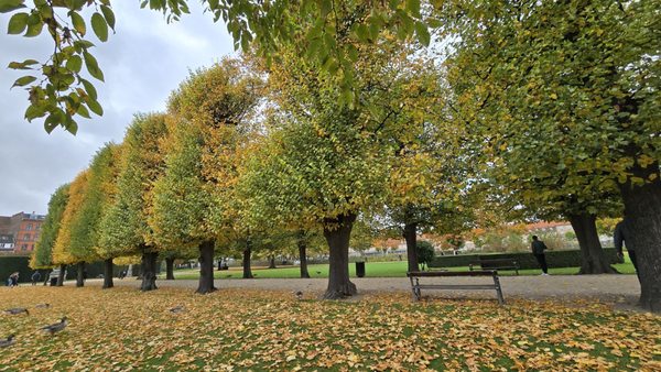 The King's Garden by null