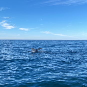 Discovery Whale Watch - Humpback whales - Whale Watching Tours Near Me - Monterey, California