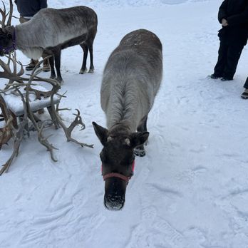 Running Reindeer Ranch - Patricia had her antlers trimmed because she had been a little too rowdy. Her new set of antlers will grow back throughout the year. - Walking Tours Near Me - Fairbanks, Alaska