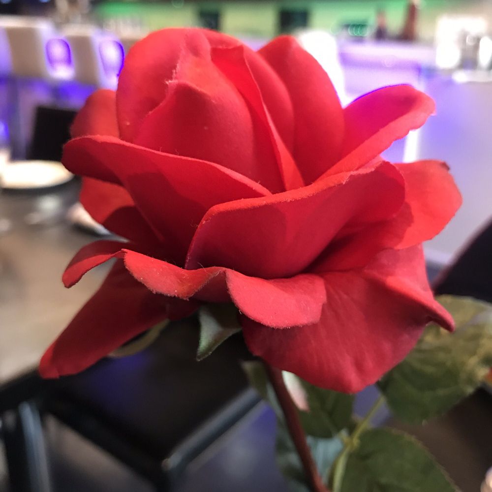 Cafe Mediterranean - Natural flower for center pieces - Mediterranean Near Me - Cincinnati, Ohio Cafe Mediterranean - Natural flower for center pieces - Mediterranean Near Me - Cincinnati, Ohio